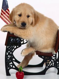 Cachorro de Golden Retriever Adorable