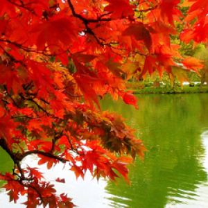 Hojas de Otoño Vibrantes