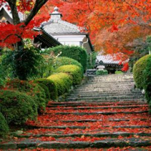 Sendero de Otoño con Hojas Rojas