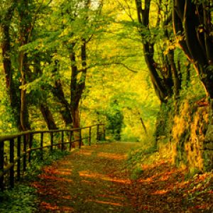 Sendero Forestal Sereno