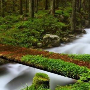 Arroyo Sereno en el Bosque