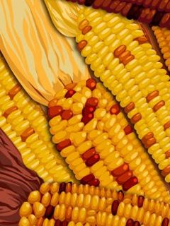Ilustración de Maíz Colorido