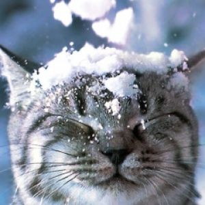 Gato Nevado