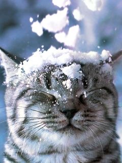 Gato Nevado