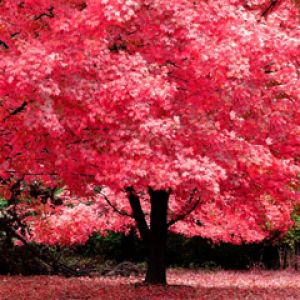 Arce Rosa Vibrante