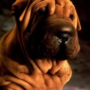 Perro Shar Pei Adorable