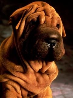 Perro Shar Pei Adorable