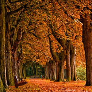 Sendero Forestal de Otoño