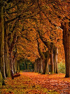 Sendero Forestal de Otoño