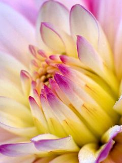 Hermosa Flor en Primer Plano