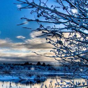 Paisaje Invernal con Árboles Nevados