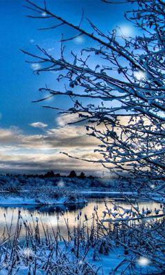 Paisaje Invernal con Árboles Nevados