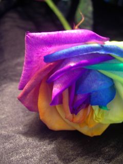 Rosa Arcoíris Colorida