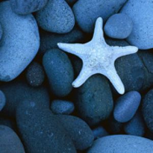 Estrella de Mar sobre Piedras
