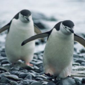 Pingüinos Encantadores Caminando