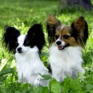 Perros Papillon Adorables