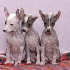Cachorros Lindos Sentados Juntos