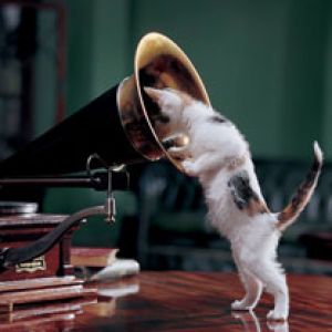 Gato Curioso con Gramófono