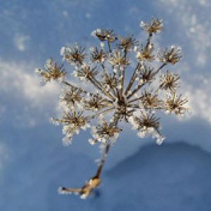 Belleza de la Naturaleza Invernal