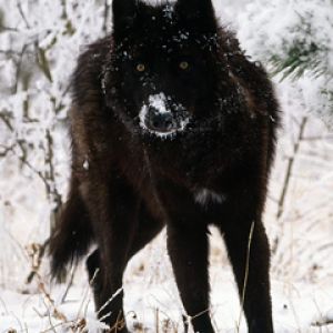 Lobo Negro Majestuoso en la Nieve