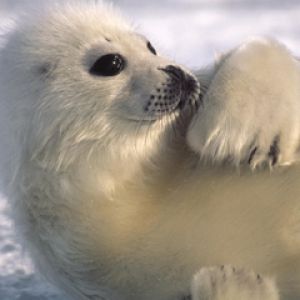Foca Bebé Linda