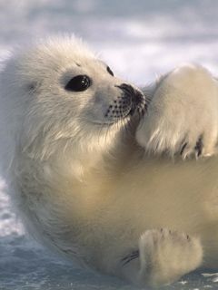 Foca Bebé Linda