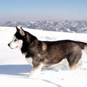 Husky Siberiano en la Nieve