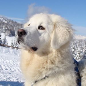 Perro Blanco Majestuoso en la Nieve