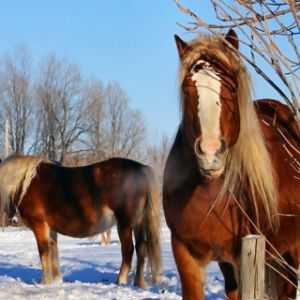 Caballos Majestuosos en Invierno