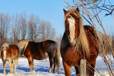 Caballos Majestuosos en Invierno
