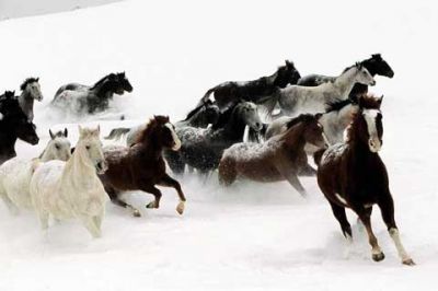 Caballos Corriendo en la Nieve