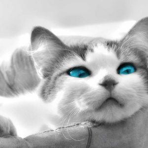 Gato Bonito con Ojos Azules
