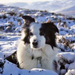 Border Collie en la nieve