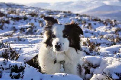Border Collie en la nieve