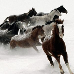 Caballos Corriendo en la Nieve