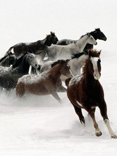 Caballos Corriendo en la Nieve