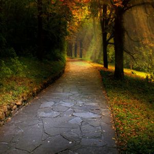 Camino del Bosque Otoñal