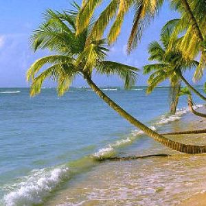 Playa Tropical con Palmeras