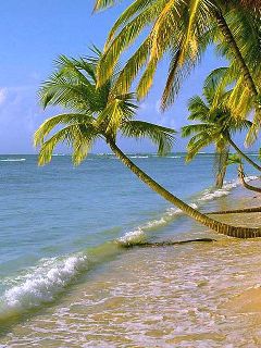 Playa Tropical con Palmeras