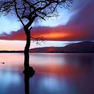 Reflejo de Árbol en Atardecer Sereno