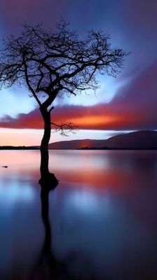 Reflejo de Árbol en Atardecer Sereno