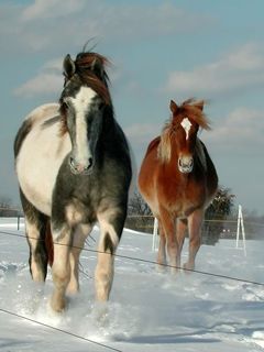 Caballos en Paisaje Nevado