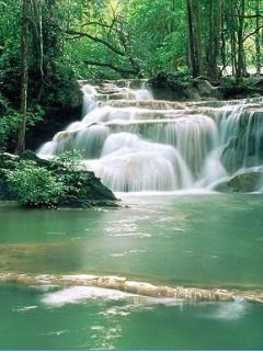 Cascada Serena en un Bosque Frondoso
