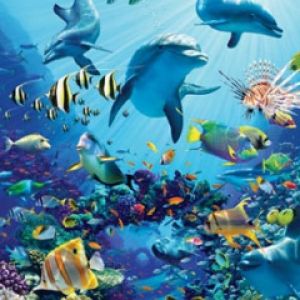 Aventura Submarina de Delfines