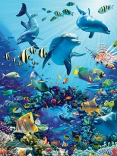 Aventura Submarina de Delfines
