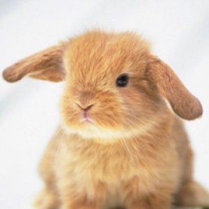 Conejo Adorable