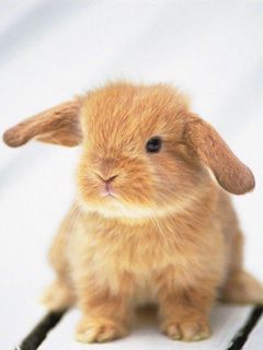 Conejo Adorable