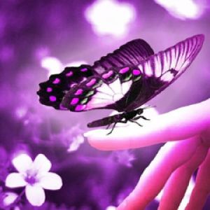 Mariposa Púrpura en Mano