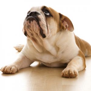 Bulldog Adorable Acostado