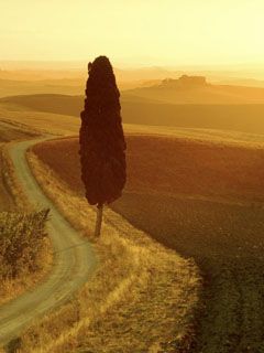 Paisaje de Atardecer Dorado